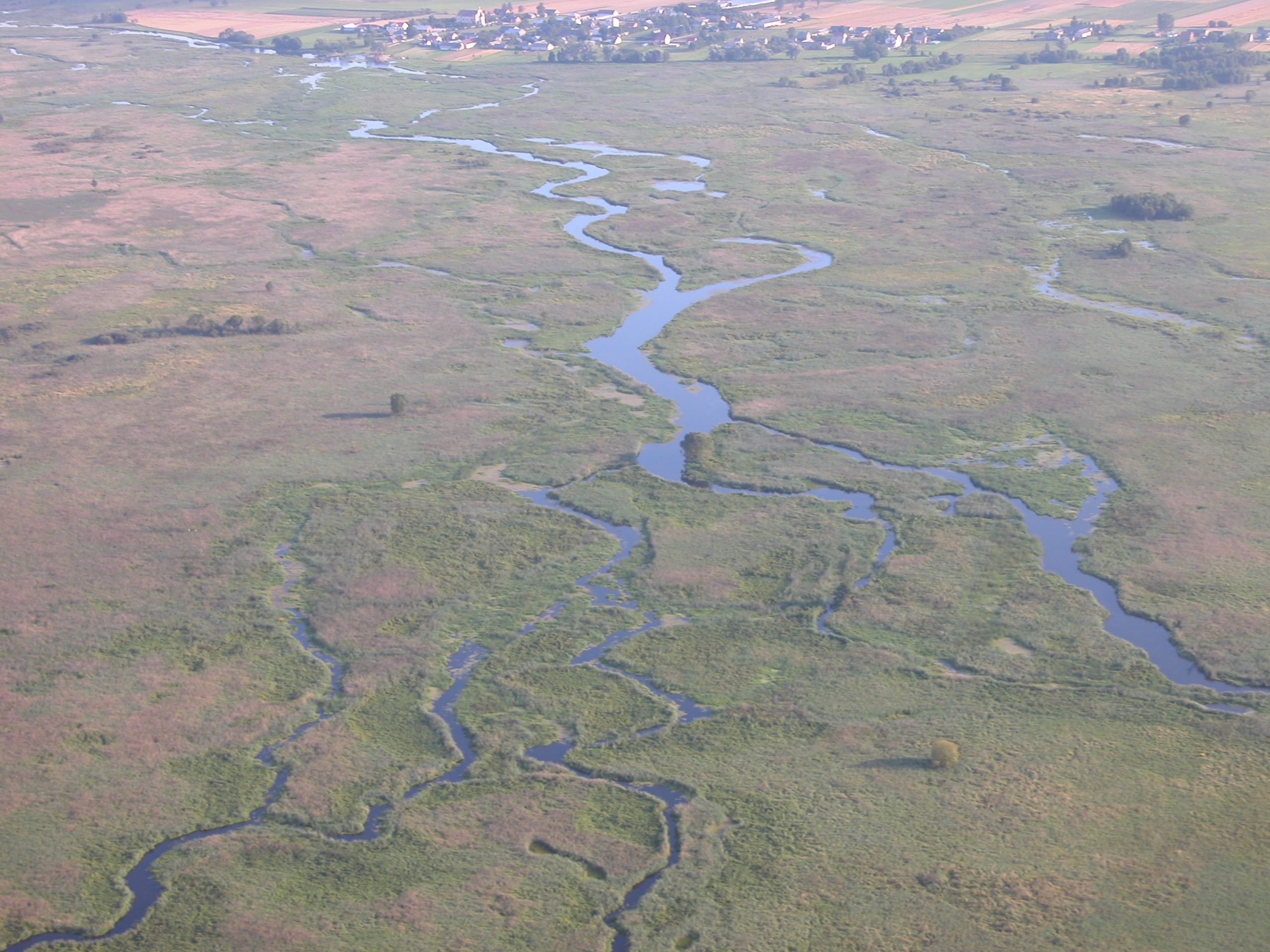 Narew in the Narew National Park (Photo: by Andrzej Bielonko)